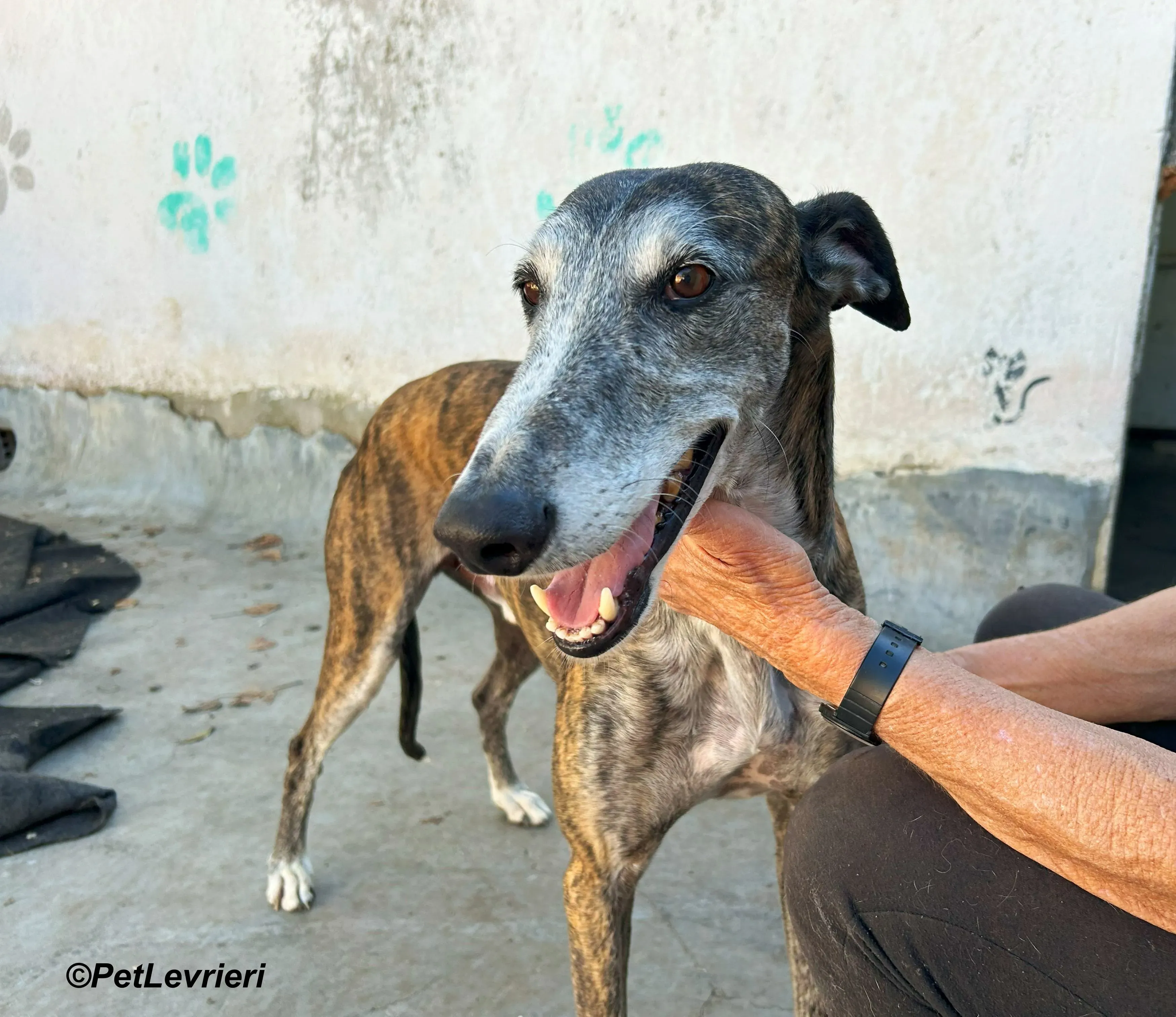 Costantin galgo adozione pet levrieri onlus 14