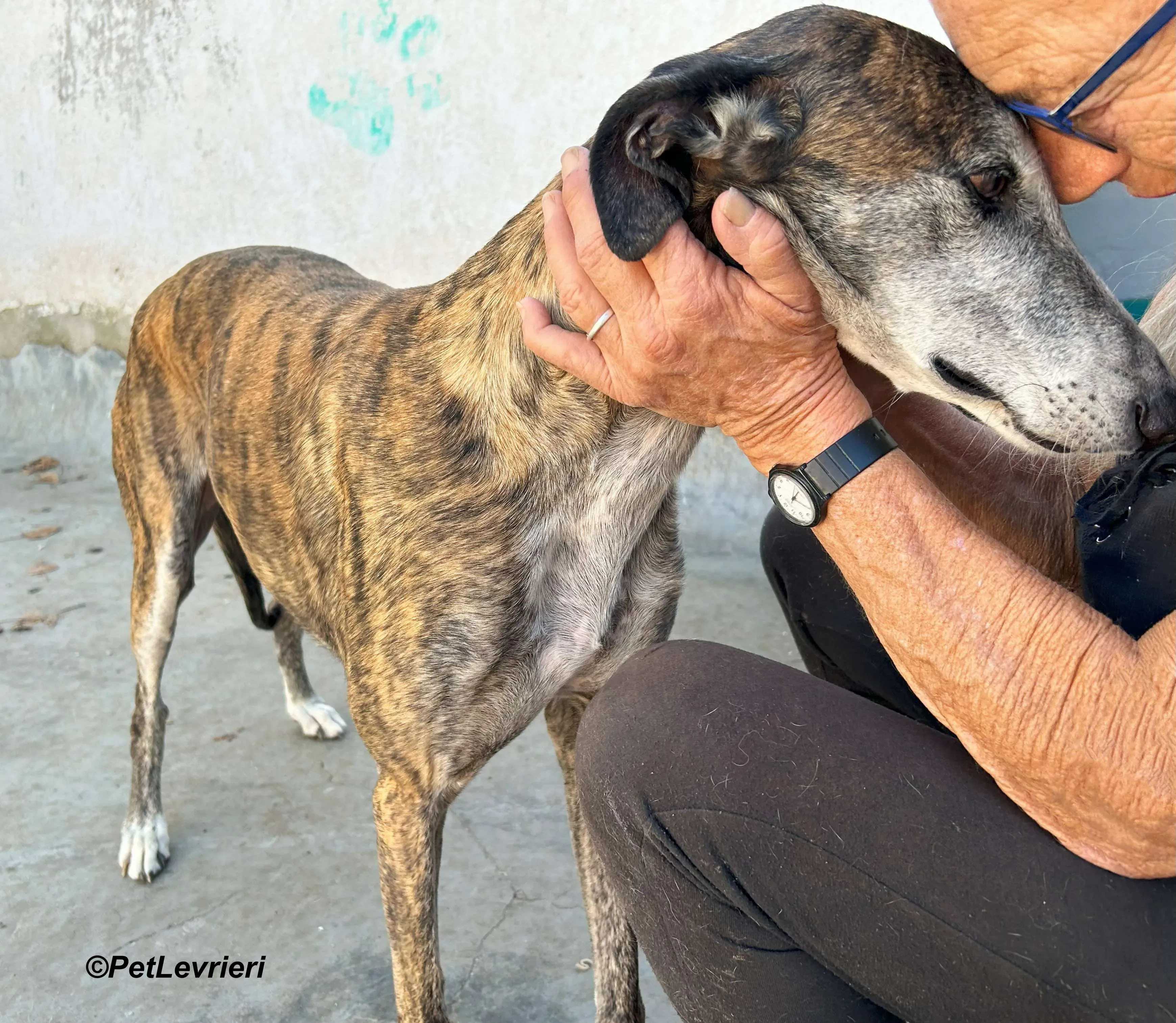 Costantin galgo adozione pet levrieri onlus 15