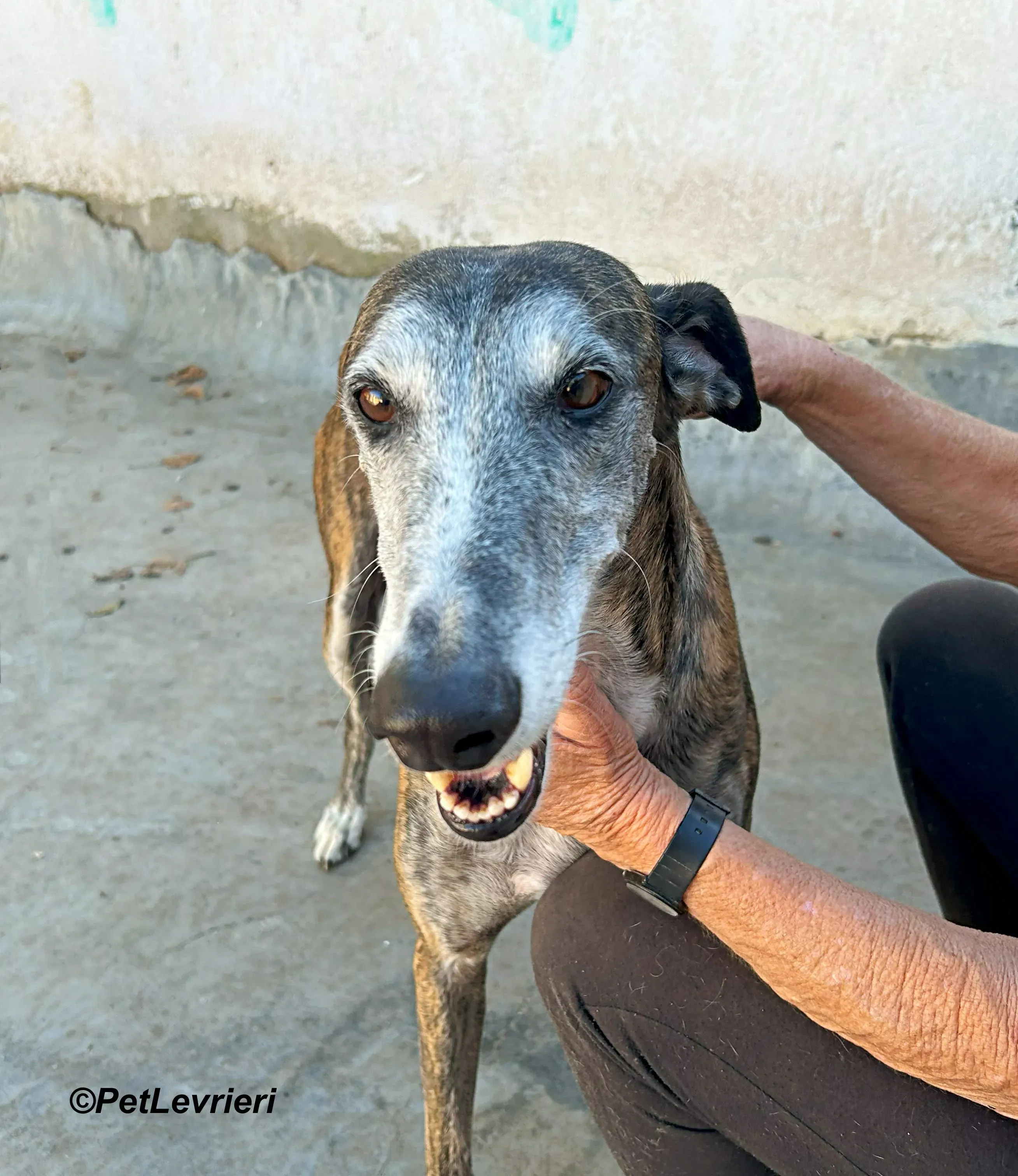 Costantin galgo adozione pet levrieri onlus 16