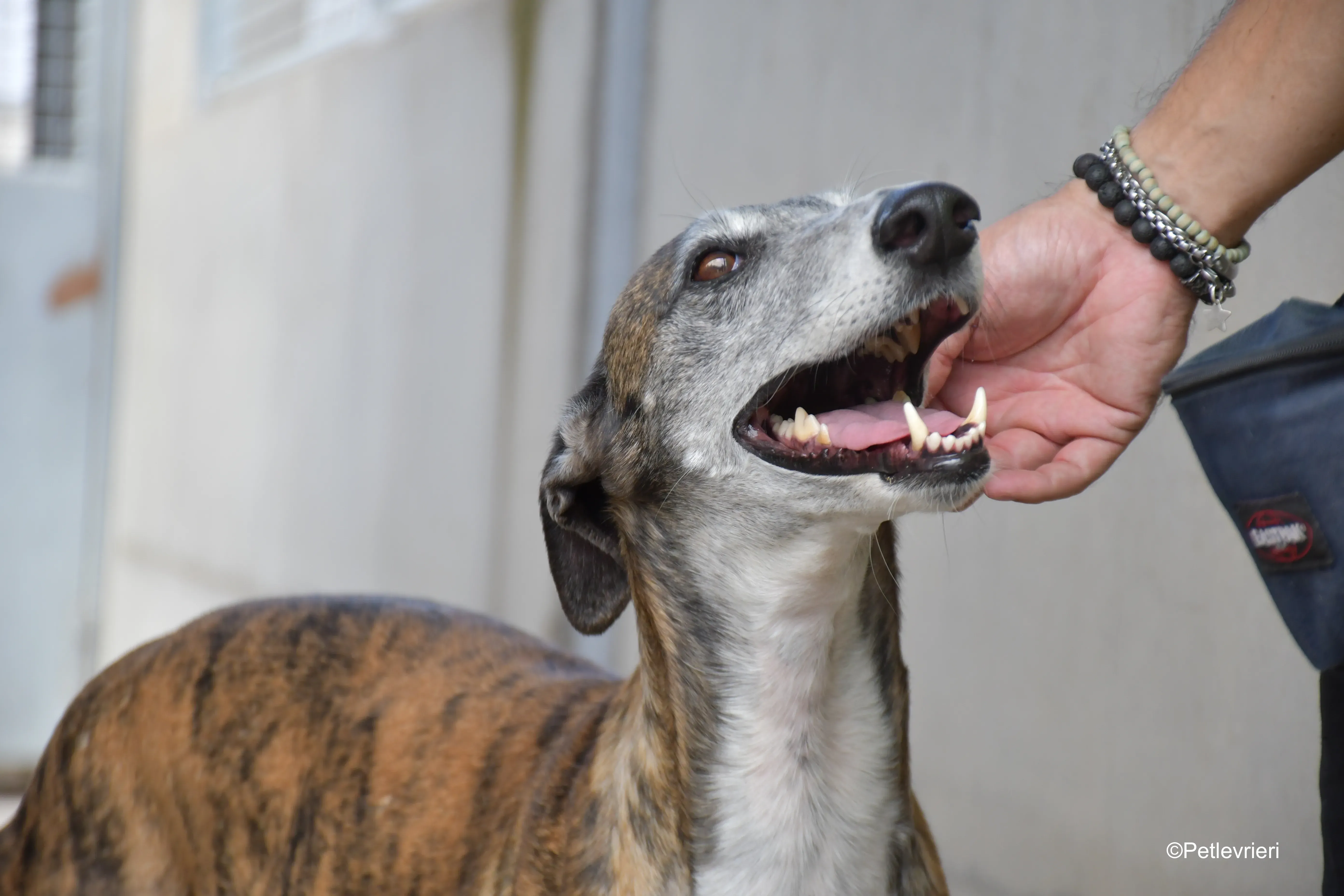 Costantin galgo adozione pet levrieri onlus 6