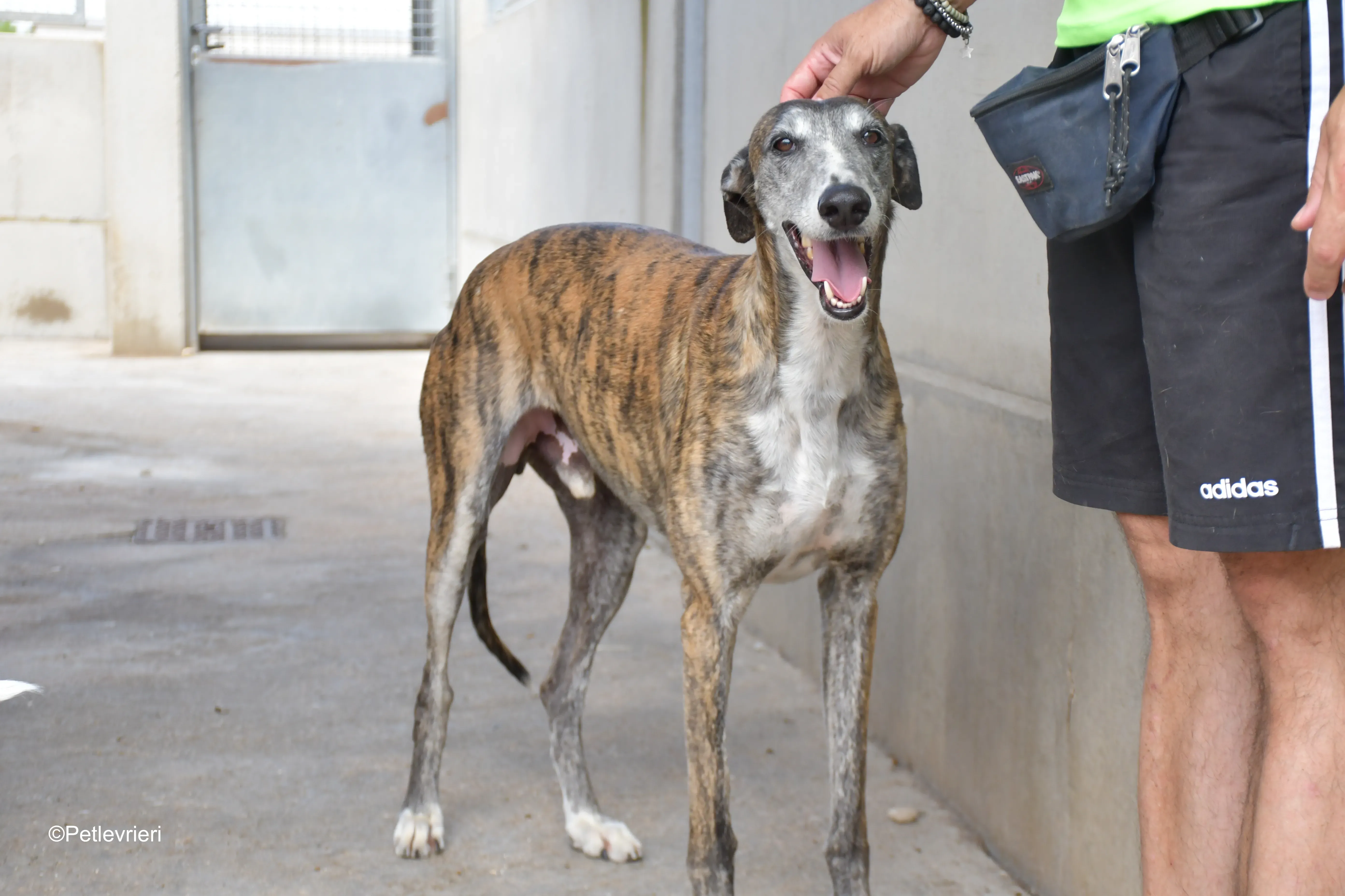 Costantin galgo adozione pet levrieri onlus 7