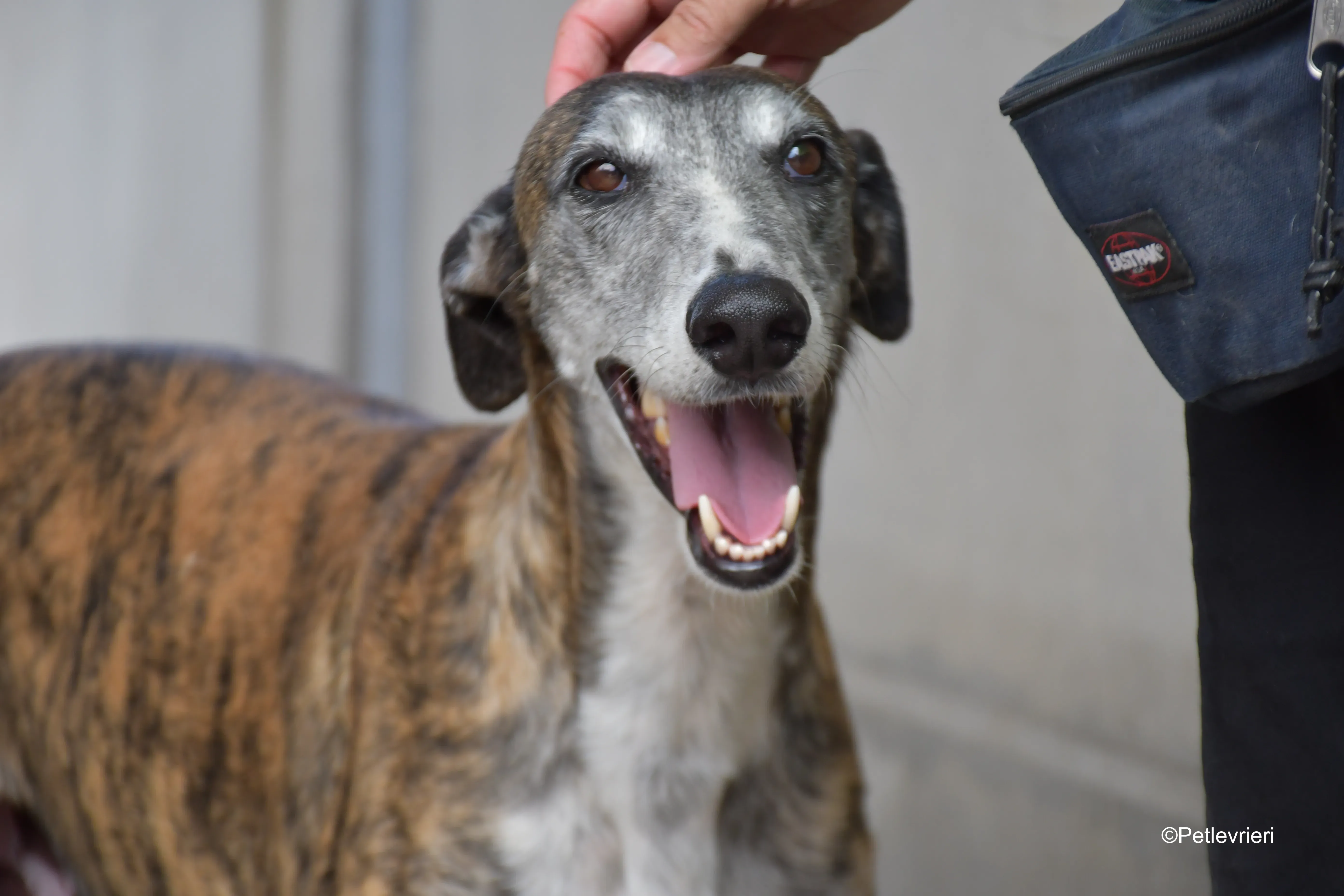 Costantin galgo adozione pet levrieri onlus 8