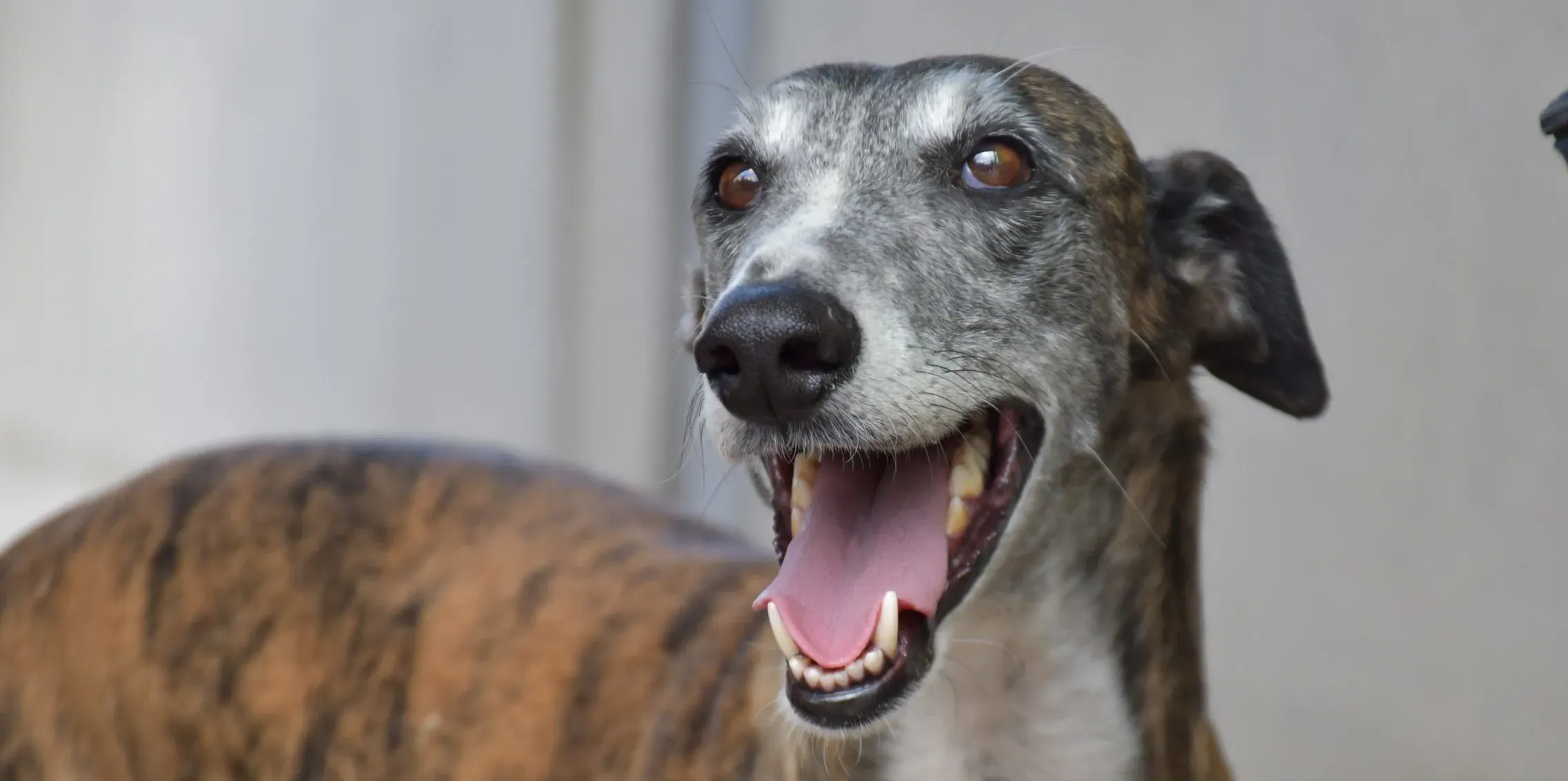 Costantin galgo adozione pet levrieri onlus 9 1 scaled e1694545270317