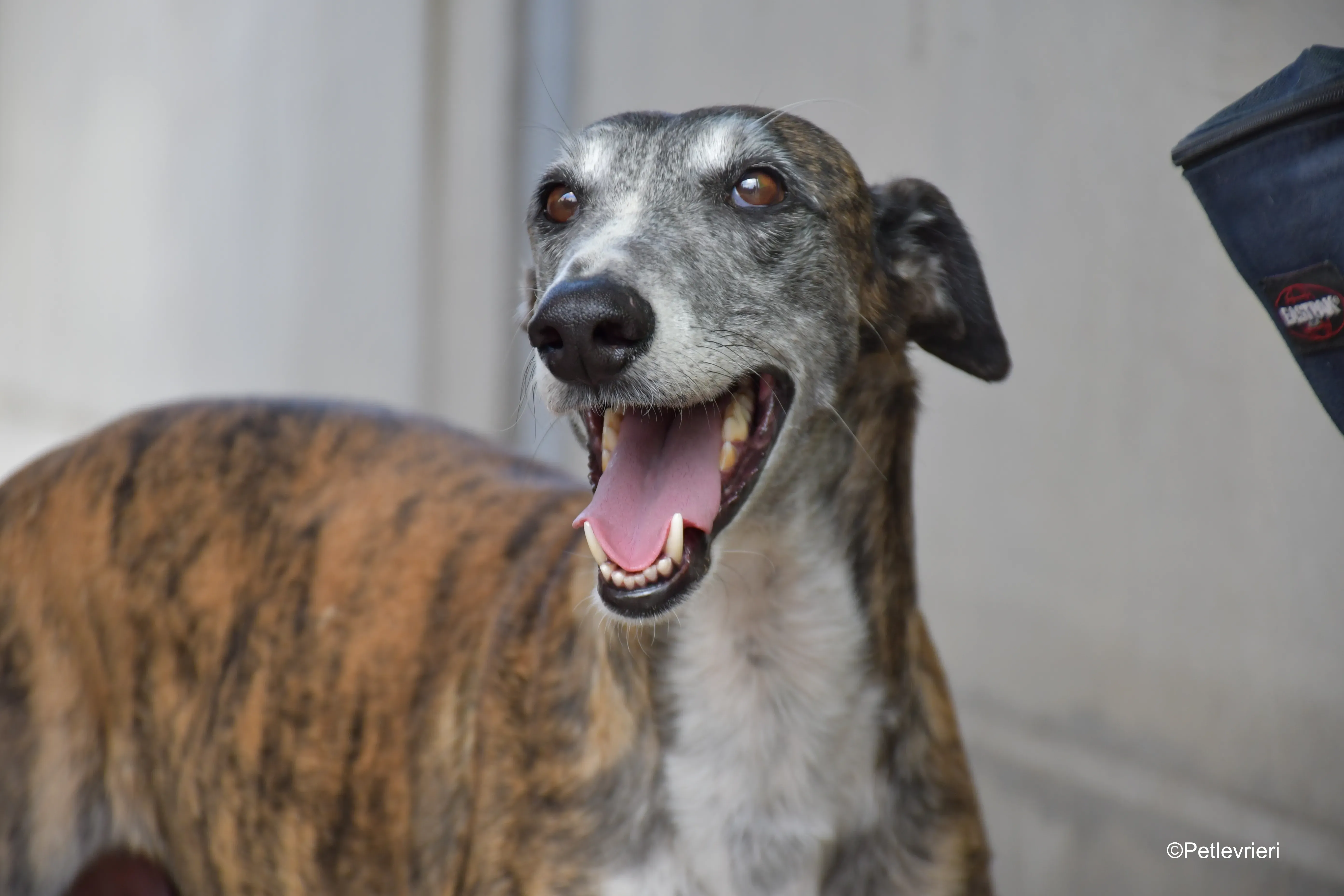 Costantin galgo adozione pet levrieri onlus 9