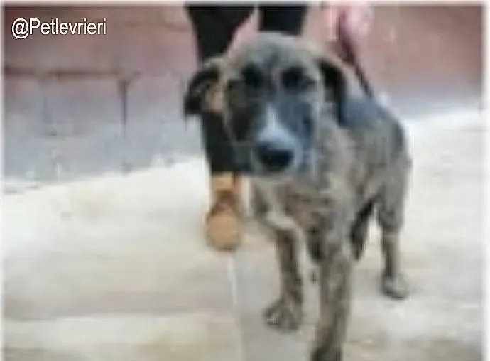 Cota adozione levrieri galgo 2