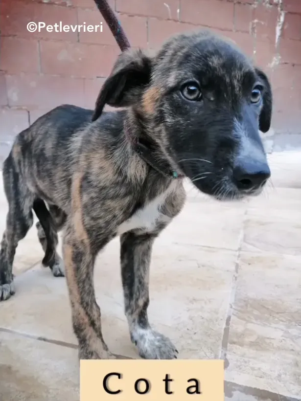 Cota adozione levrieri galgo 4