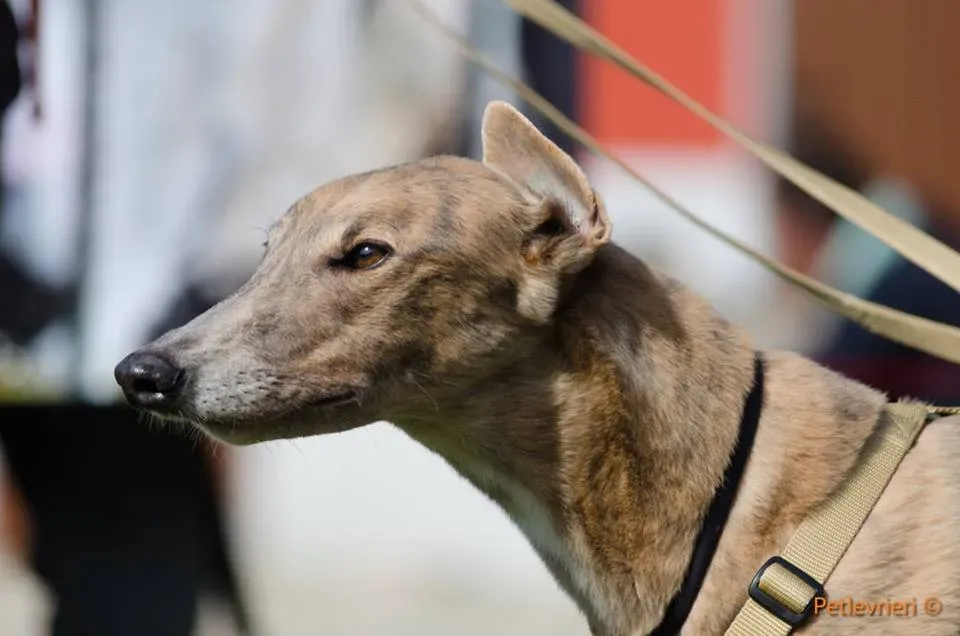 Crazy Earner Greyhound di macao Adoption Day 1