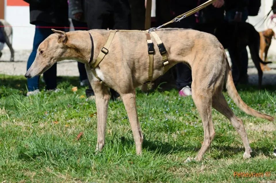 Crazy Earner Greyhound di macao Adoption Day 2