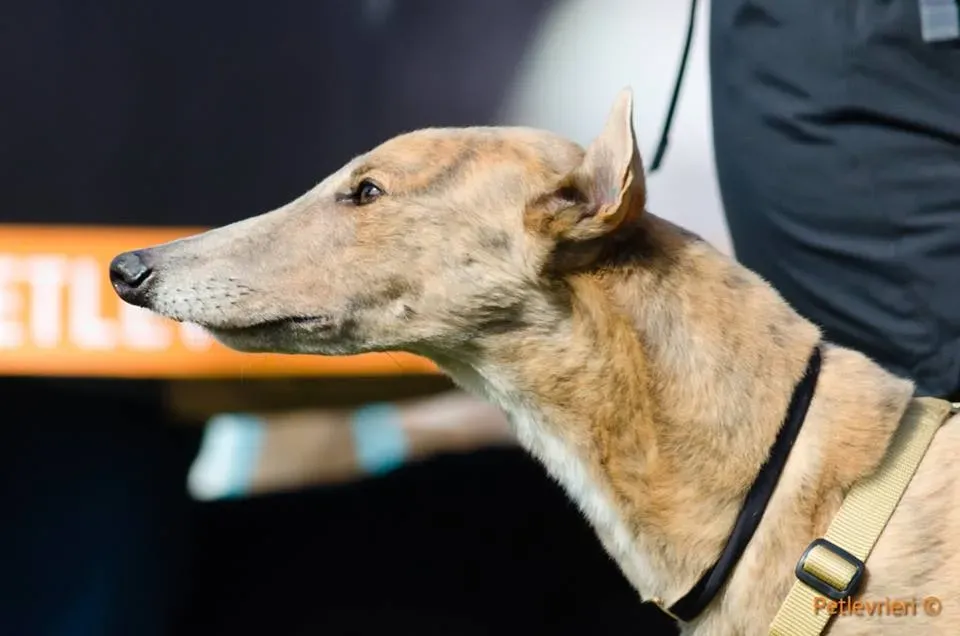 Crazy Earner Greyhound di macao Adoption Day 3