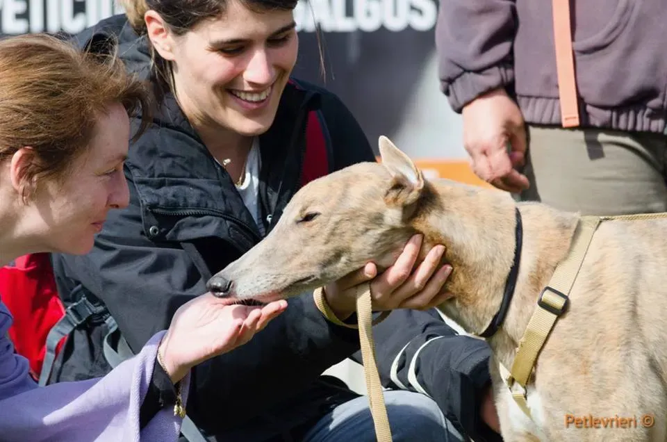 Crazy Earner Greyhound di macao Adoption Day 4