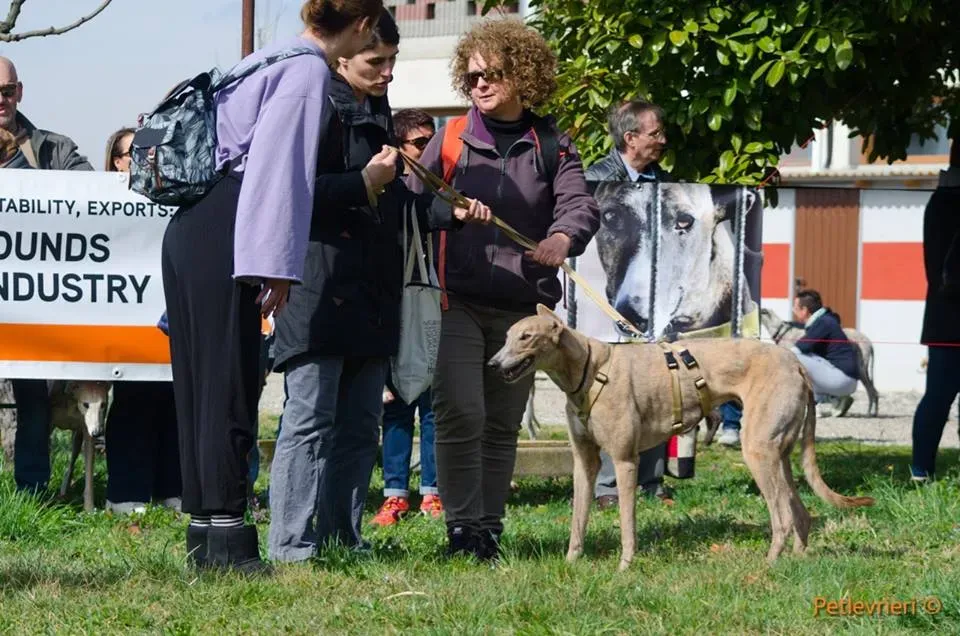Crazy Earner Greyhound di macao Adoption Day 5