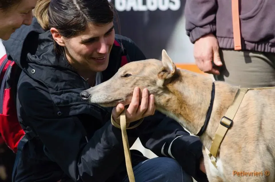 Crazy Earner Greyhound di macao Adoption Day 6