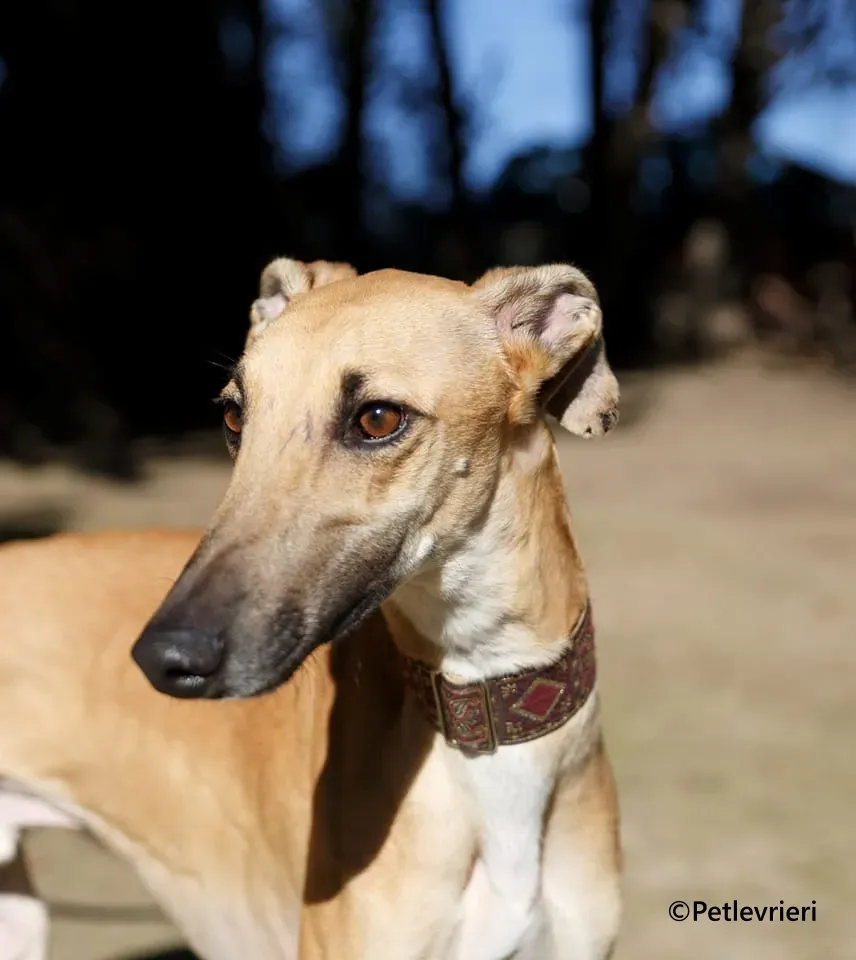 Crocodilo galgo adozione pet levrieri onlus 1