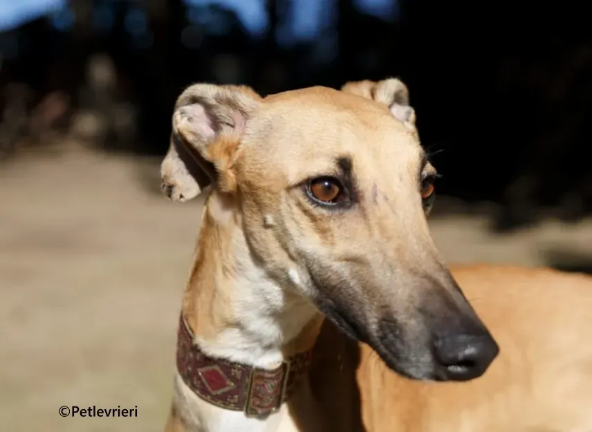 Crocodilo galgo adozione pet levrieri onlus 2