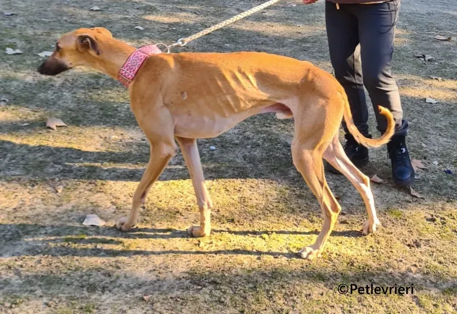 Crocodilo galgo adozione pet levrieri onlus 4