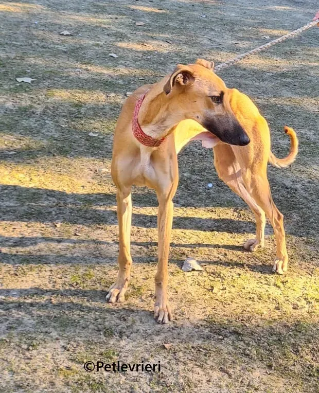 Crocodilo galgo adozione pet levrieri onlus 5