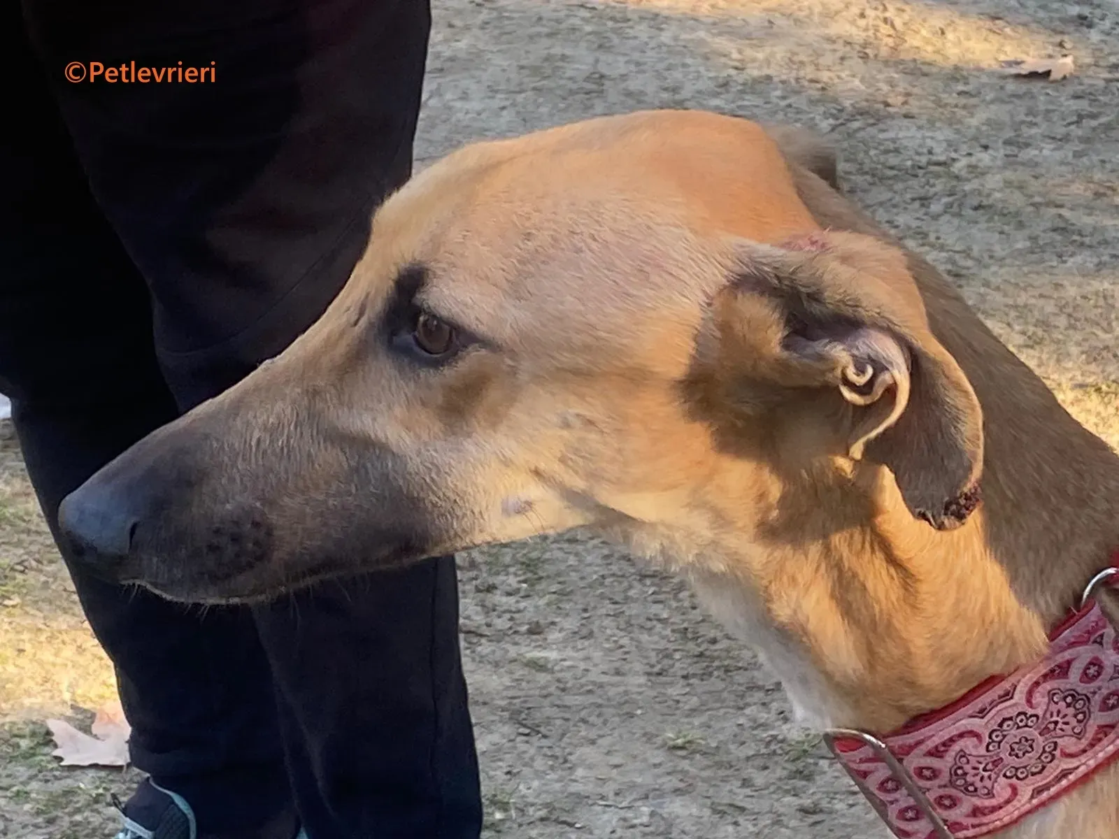 Crocodilo galgo adozione pet levrieri onlus 6