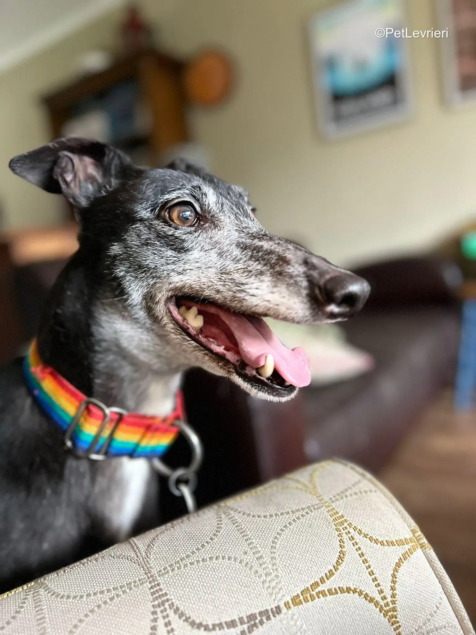 Croia adozione greyhound 1