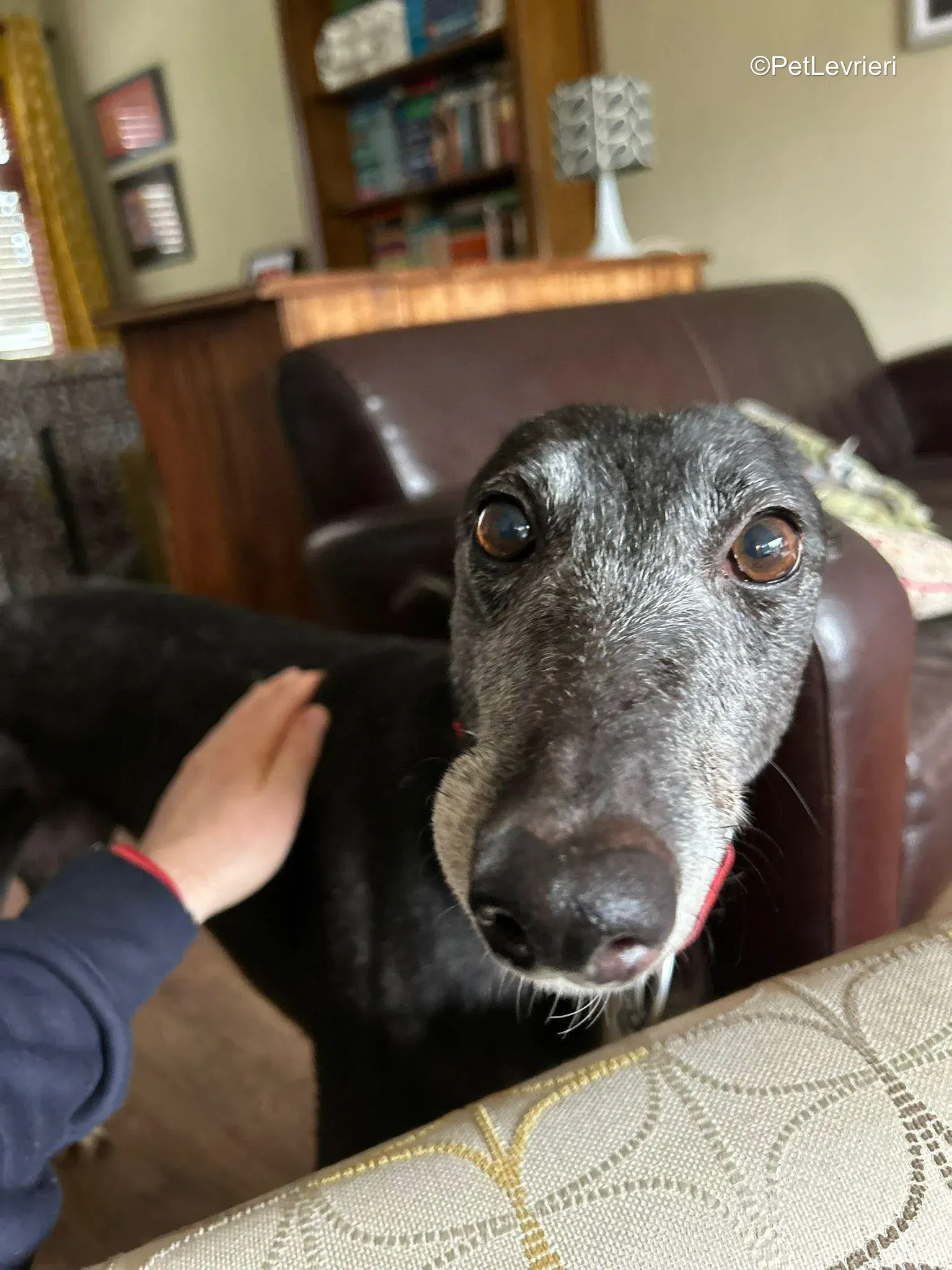 Croia adozione greyhound 2