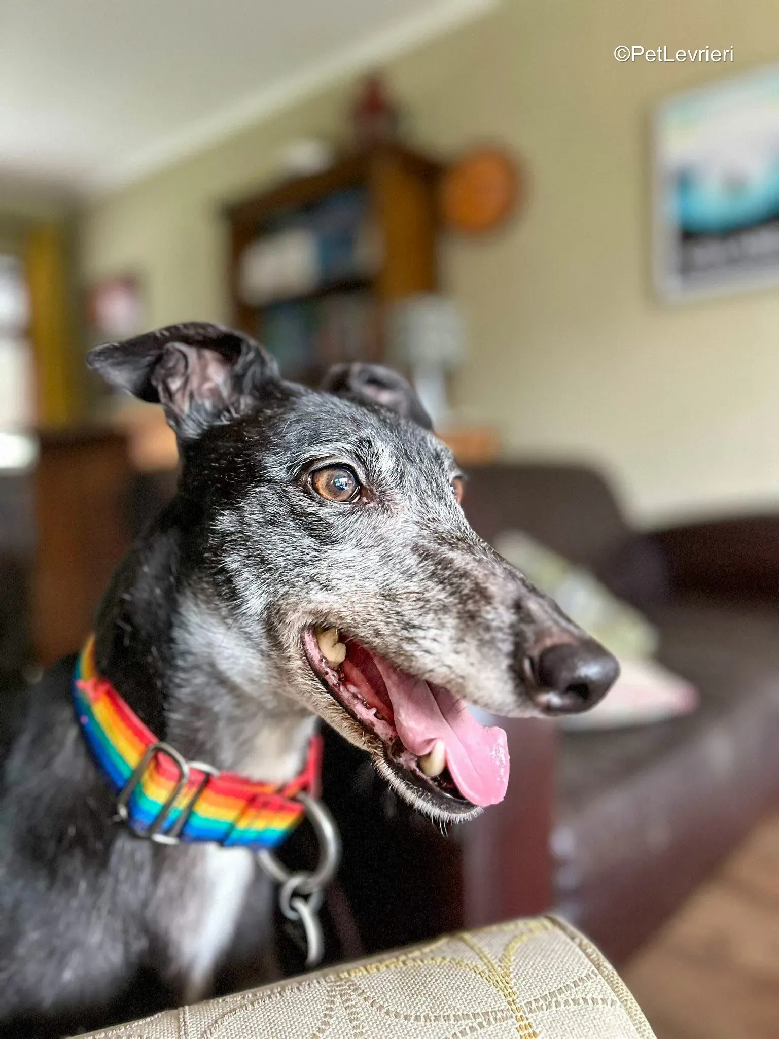 Croia adozione greyhound 3