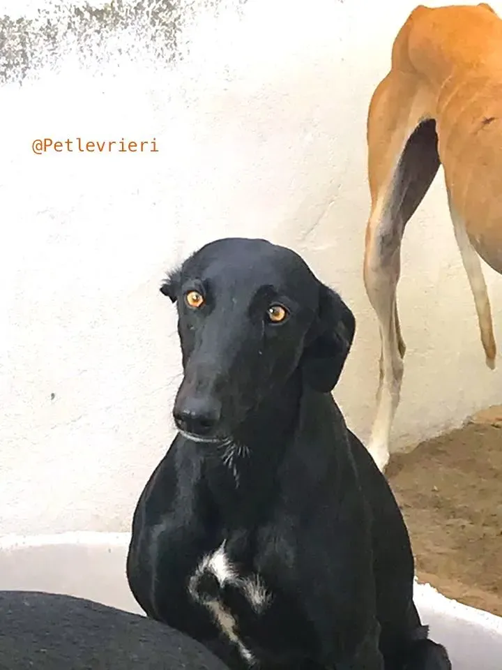 Cuca galga adozione pet levrieri onlus3