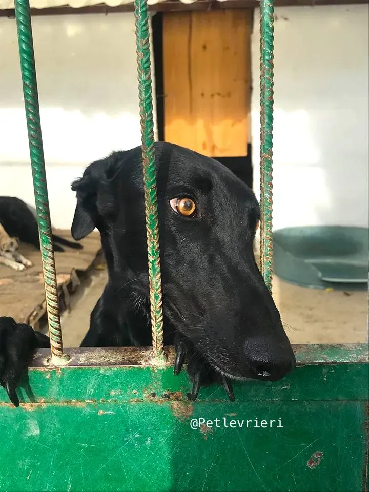 Cuca galgo adozione pet levrieri onlus 1
