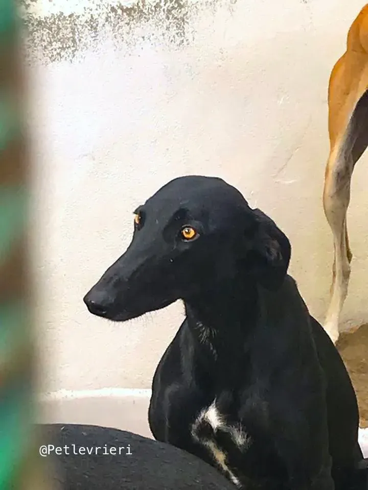 Cuca galgo adozione pet levrieri onlus 2