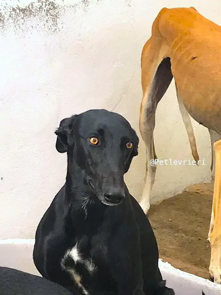 Cuca galgo adozione pet levrieri onlus 5