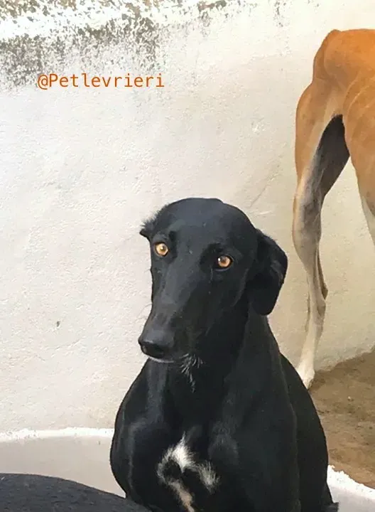 Cuca galgo adozione pet levrieri onlus 6