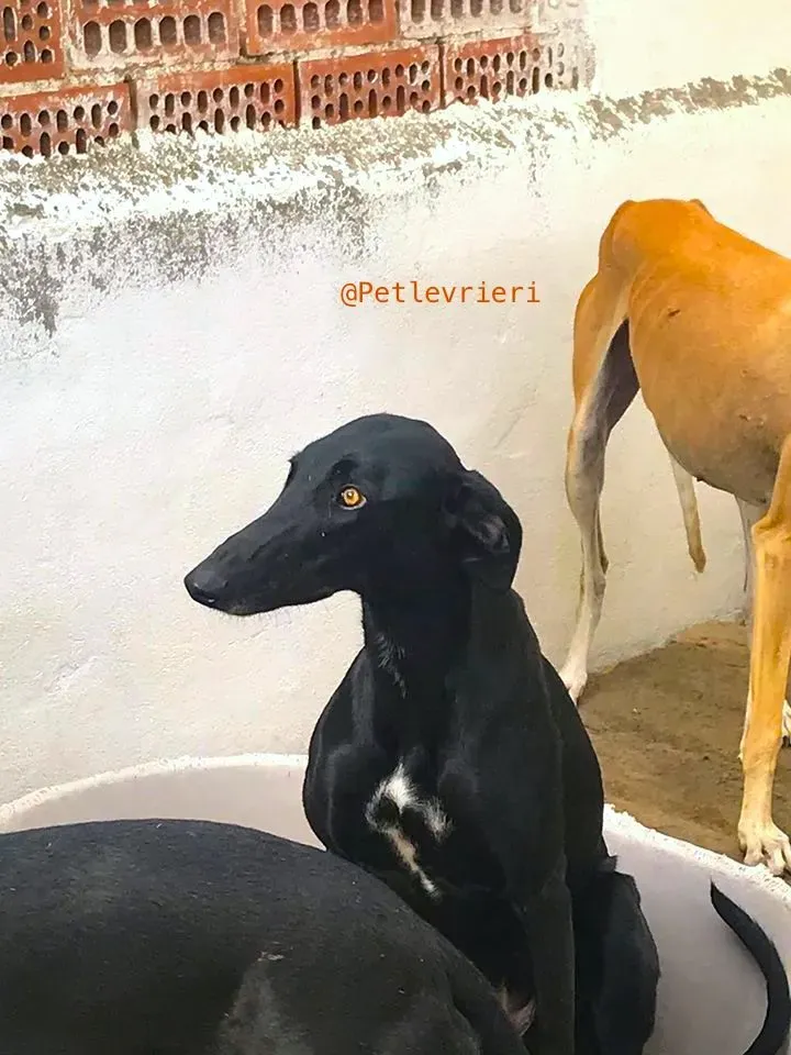 Cuca galgo adozione pet levrieri onlus 7