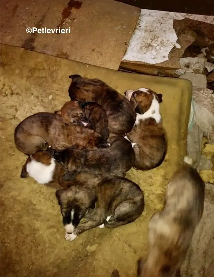 Cuccioli Remedios adozione levrieri galgo