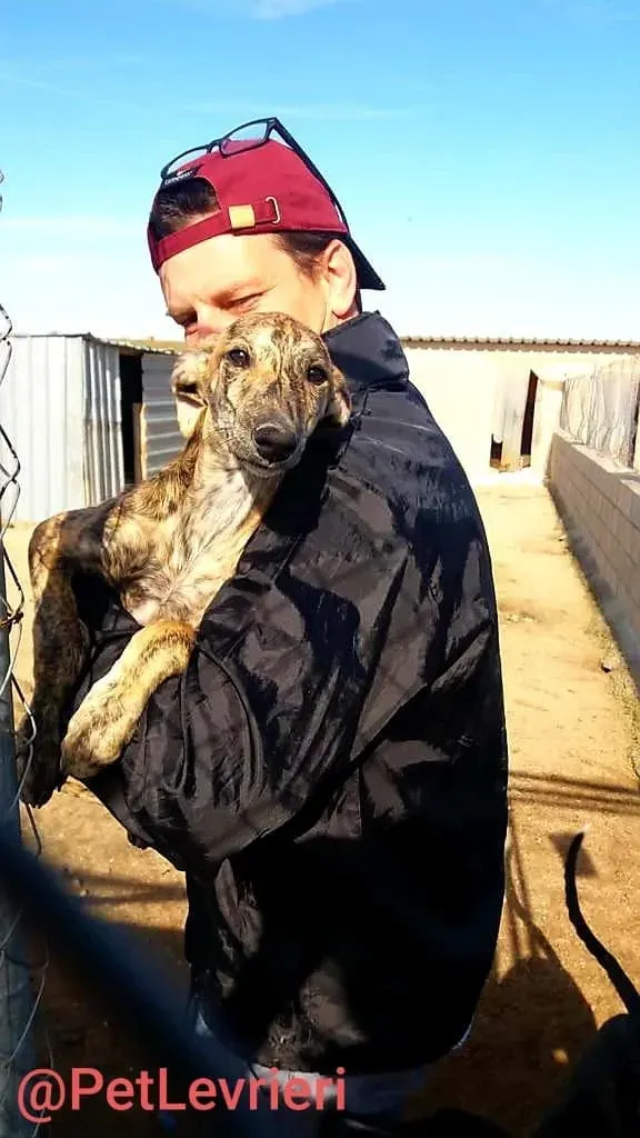 Cucciolo 5588 adozione levrieri galgo 01