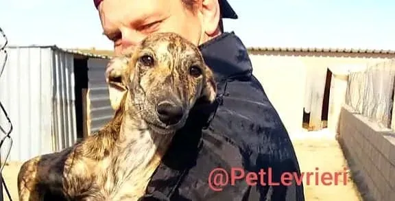 Cucciolo 5588 adozione levrieri galgo 02