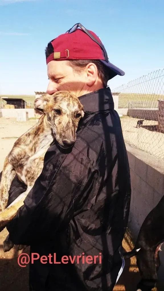 Cucciolo 5588 adozione levrieri galgo 03