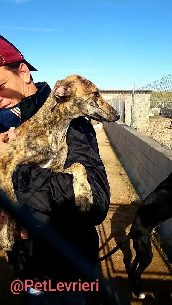 Cucciolo 5588 adozione levrieri galgo 04