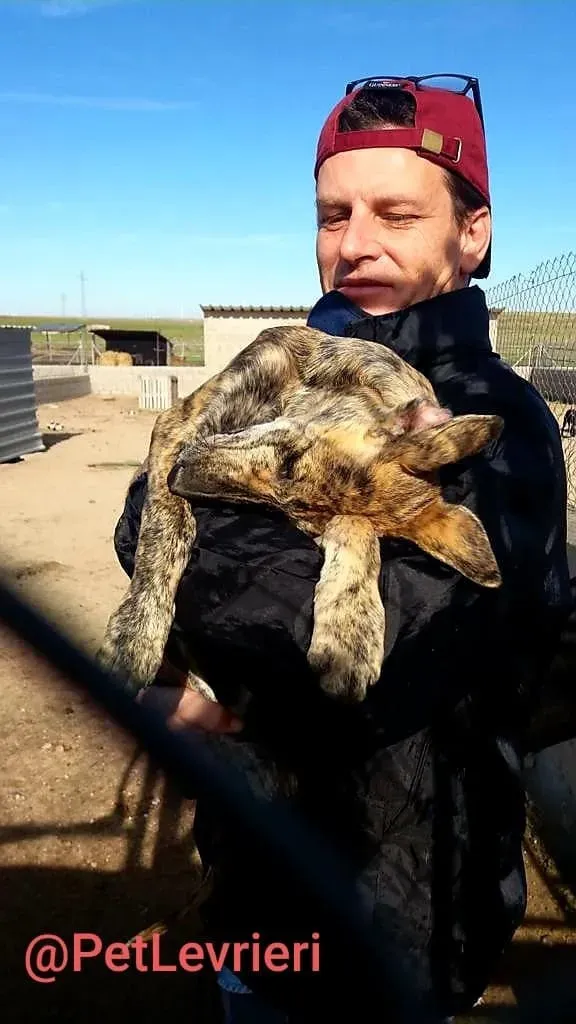 Cucciolo 5588 adozione levrieri galgo 05