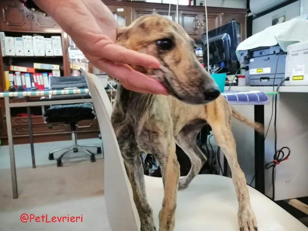 Cucciolo 5588 adozione levrieri galgo 06