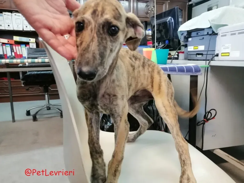 Cucciolo 5588 adozione levrieri galgo 07