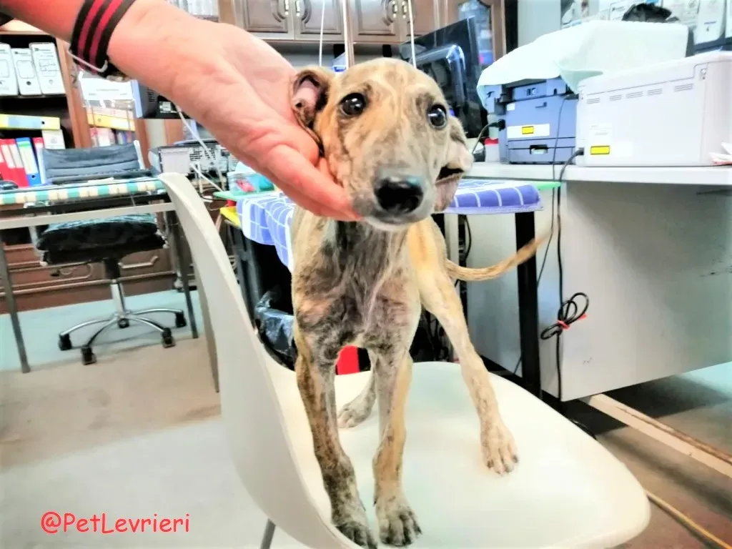 Cucciolo 5588 adozione levrieri galgo 08