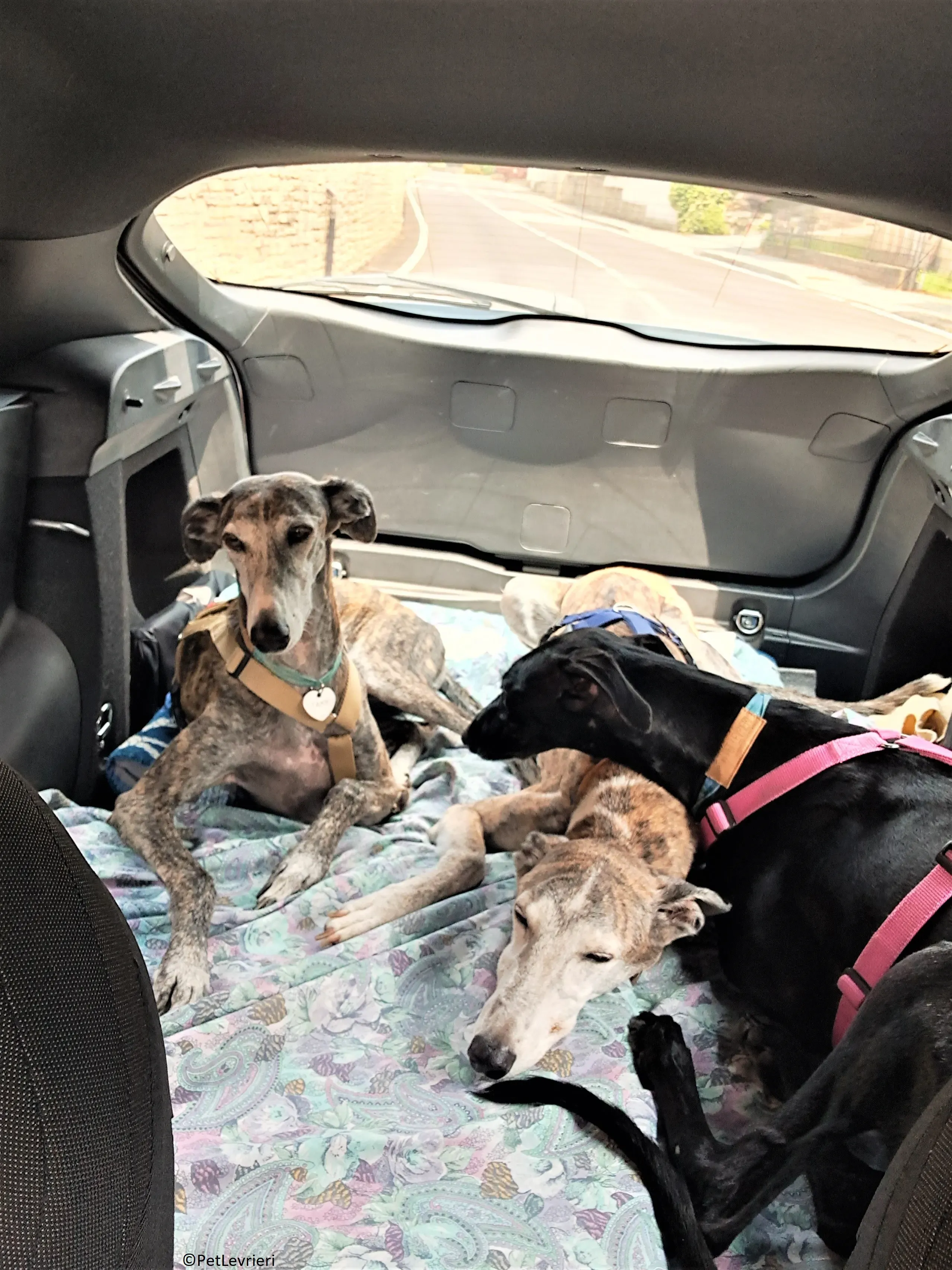 Cupra adozione levrieri galgo.36