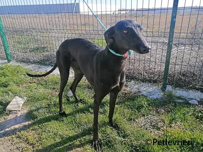 Cupra galgo adozione pet levrieri onlus 1