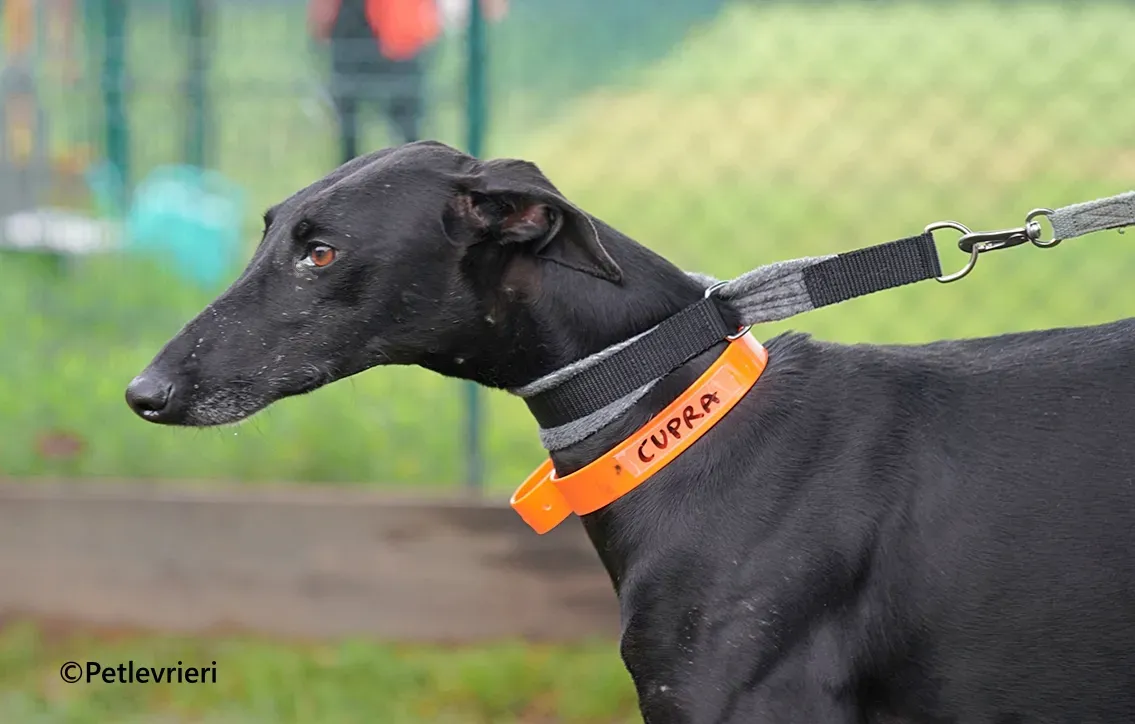 Cupra galgo adozione pet levrieri onlus 10