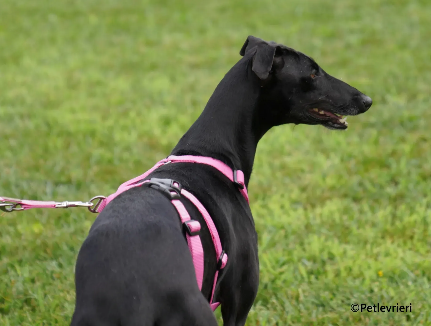 Cupra galgo adozione pet levrieri onlus 11