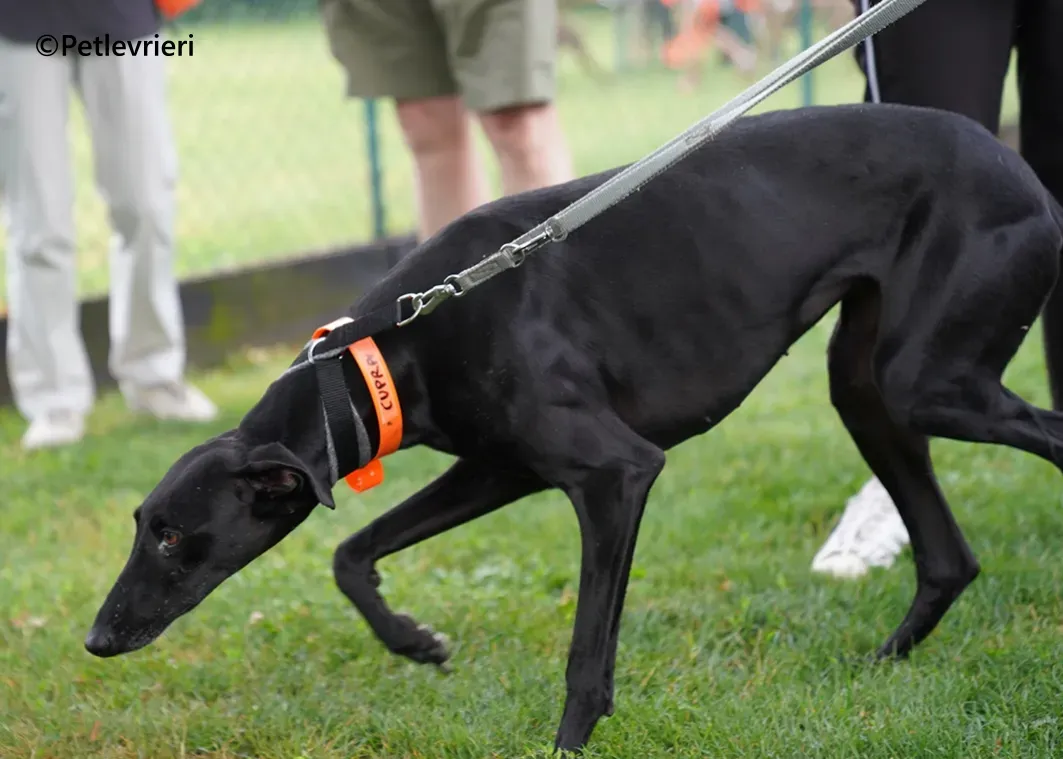 Cupra galgo adozione pet levrieri onlus 12