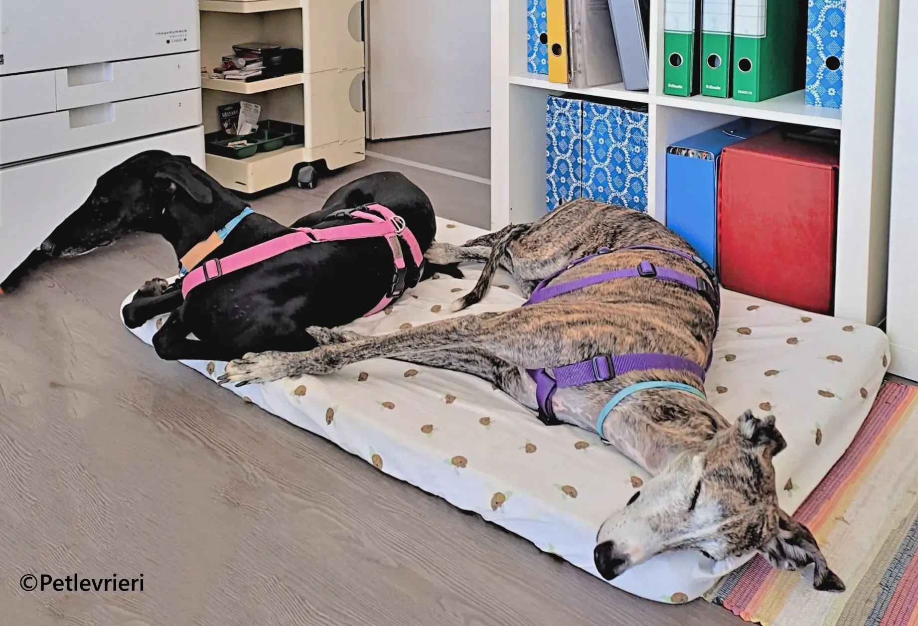 Cupra galgo adozione pet levrieri onlus 13 1