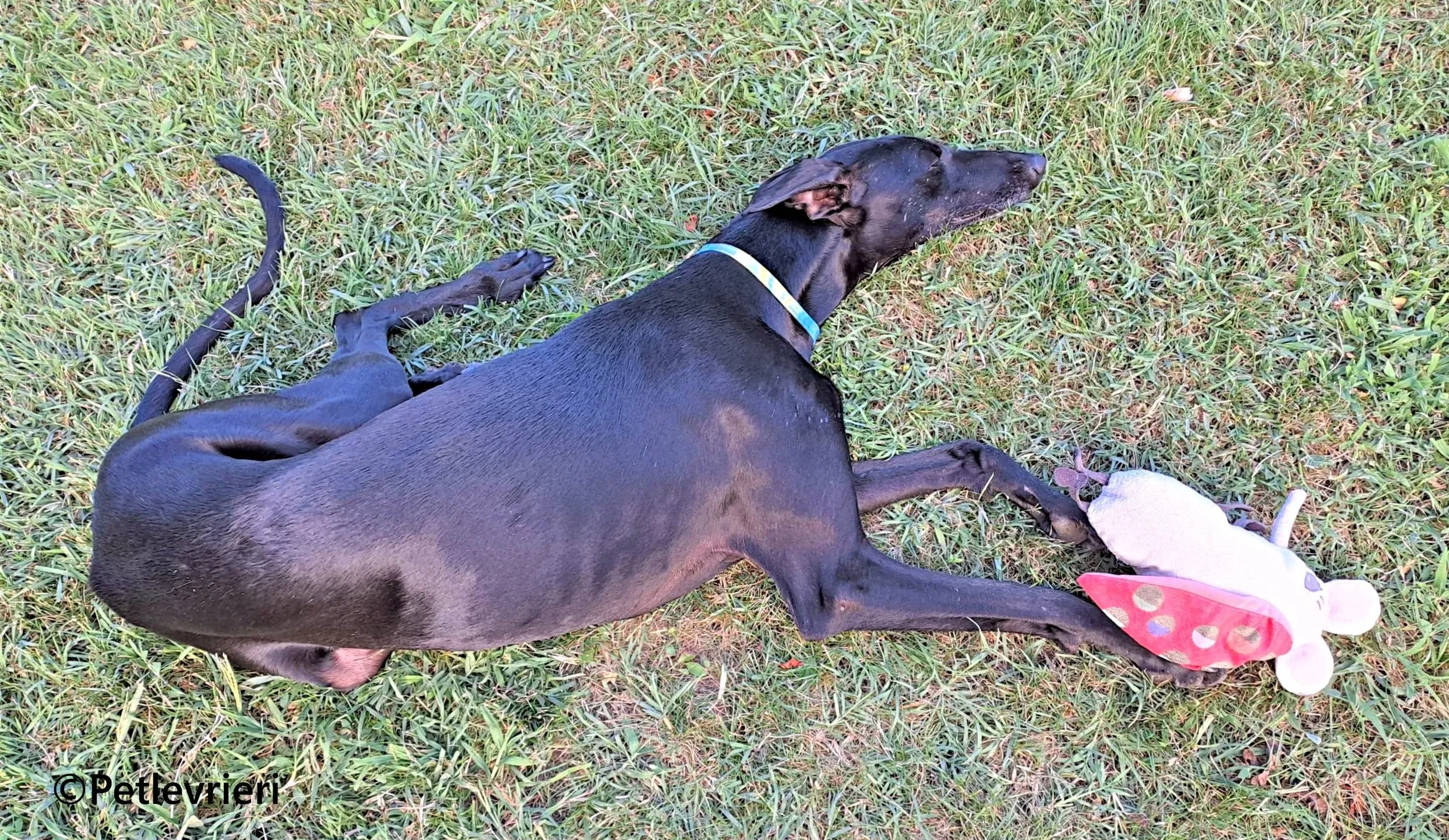 Cupra galgo adozione pet levrieri onlus 14