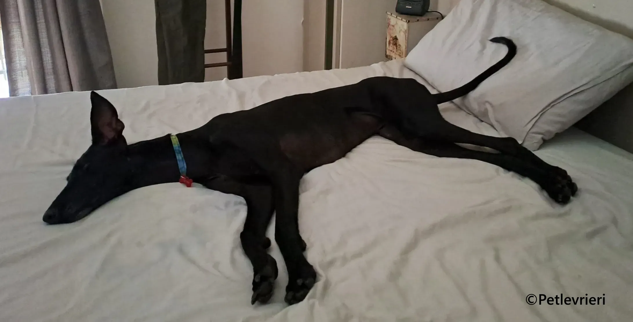 Cupra galgo adozione pet levrieri onlus 15