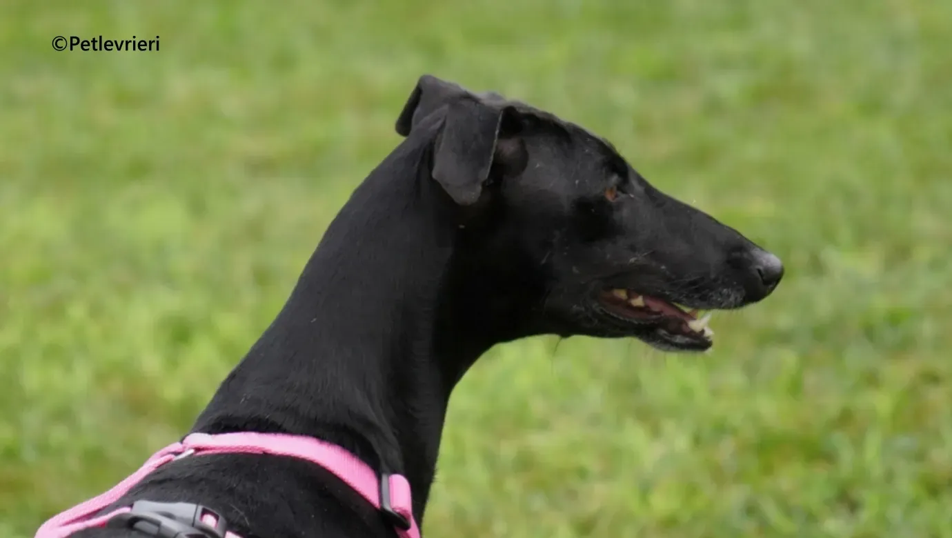 Cupra galgo adozione pet levrieri onlus 16