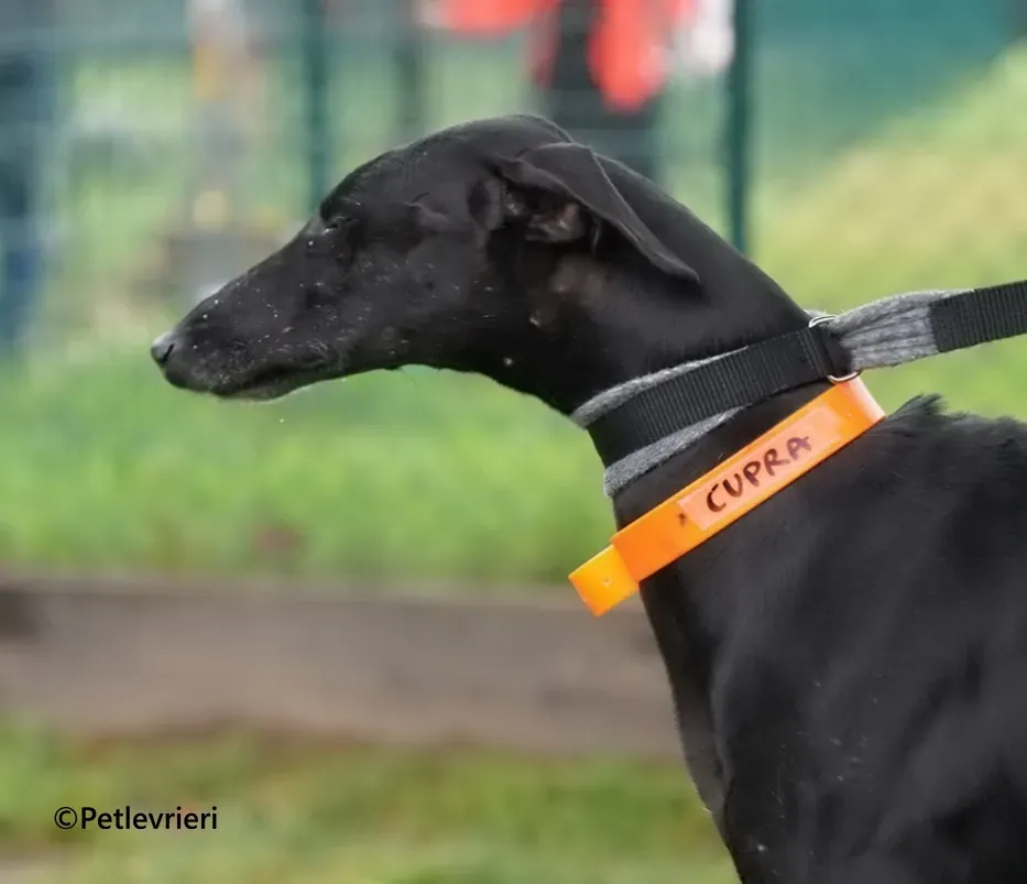 Cupra galgo adozione pet levrieri onlus 17