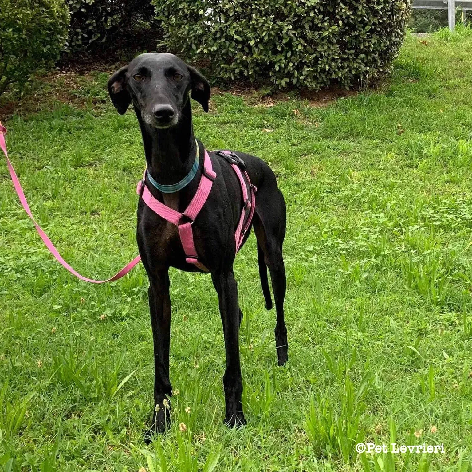 Cupra galgo adozione pet levrieri onlus 18